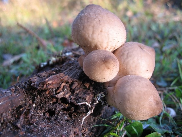 Lycoperdon piriforme